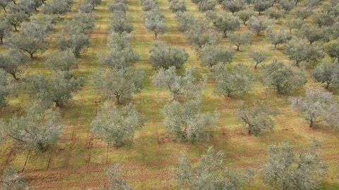 Drone Orbit Around Olive Grove Hill Video stock 331715066