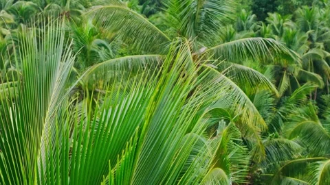 Drone Orbit Around Palm Leaves, Cebu Philippines Tropical Jungle Scene Stock Footage 334095585
