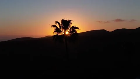 Drone Orbit Around Palm Tree at Tropical Sunset – Gran Canaria Stock Footage 309940437