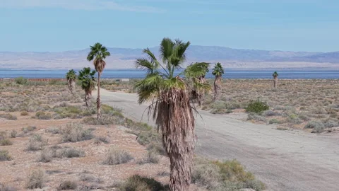 Drone Orbit Around Palm Tree with Salton Sea in Background in Salton City Видео 332683083