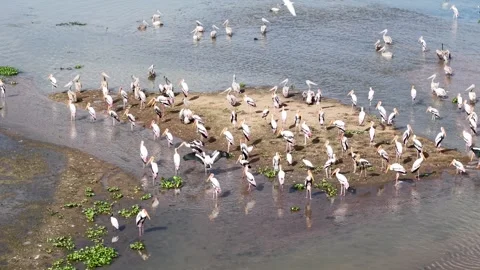 Drone Orbit Around Pelican Colony on Wetland Island in Sri Lanka Stock Footage 339285960