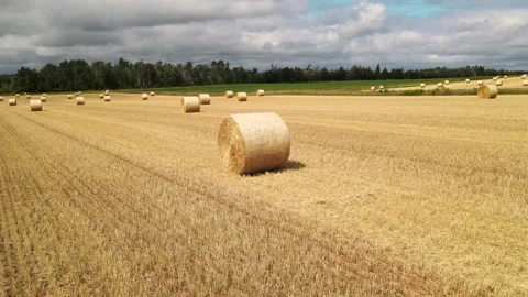 Drone orbit around single round straw bale in Prince Edward Island Vídeo Stock 344680411