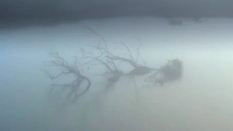 Drone orbit of fallen tree branches in misty still water Video stock 330591347