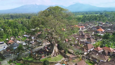 Drone Orbit of a massive Bayan Ancient Tree with Bali Highlands, Bali, Indonesia Stock Footage 346798947