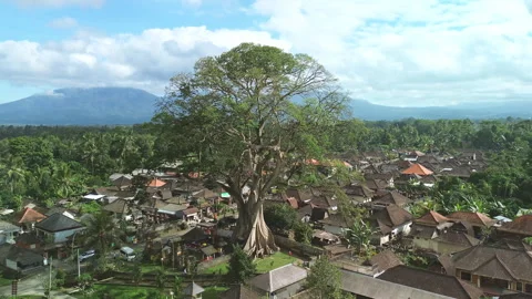 Drone Orbit of a massive Bayan Ancient Tree in a village, Bali, Indonesia Stock Footage 346798960