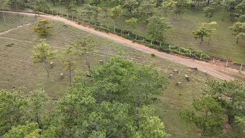 Drone Orbit Over Pine Hills and Grazing Cattle in Vietnam Vidéo 343719952