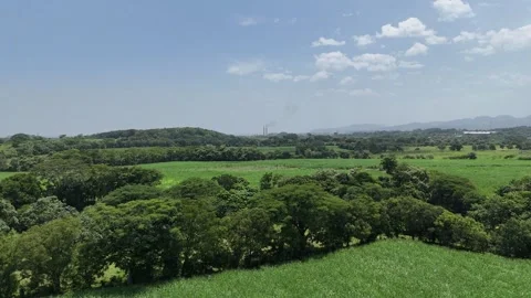 Drone orbit over tropical sugarcane fields and rural landscape Video stock 337978201