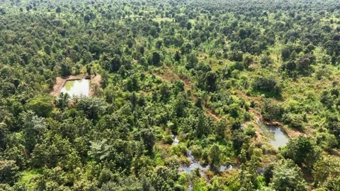 Drone-orbit-pond-lush-green-landscape-aerial Stock Footage 341771402