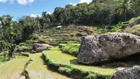 Drone orbit shot of Java rice terraces with large boulders. Stock Footage 339182005