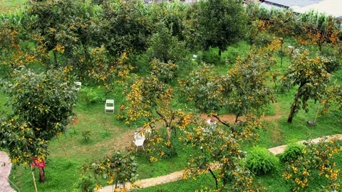 Drone orbit shot of persimmon trees and garden chairs in Moc Chau 4K Stock Footage 333939374