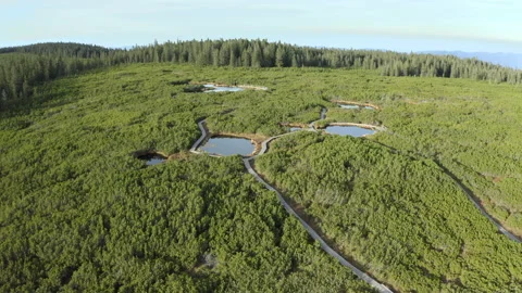 Drone Orbit Shot Of Small Lakes In Forest Stock Footage 136159481