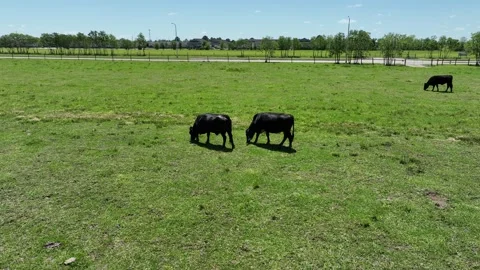 Drone Orbit of Two Cows Grazing in Texas Pasture Stock Footage 318678252