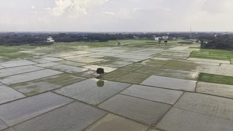 Drone Orbit View of Newly Planted Rice Fields Across Rural Bangladesh Area Stock-Footage 345712341