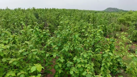 Drone-orbit-young-teak-forest-plantation-sustainable-forestry-green-landscap Stock Footage 340320718