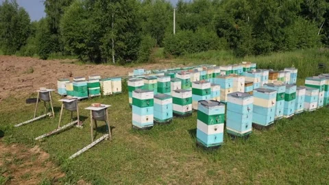 Drone orbiting around beehive rows at honey apiary in Kolomna Stock Footage 327553978