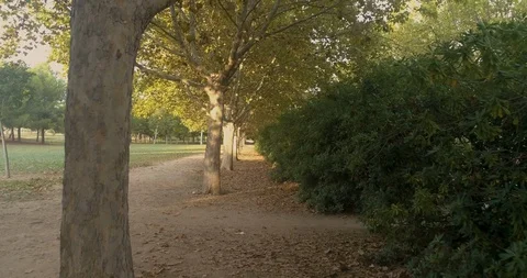 Drone orbiting centenary carob tree in Mediterranean forest Stock Footage 124387198