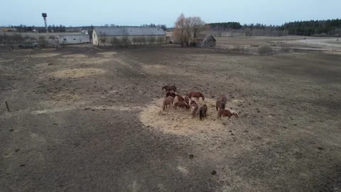 Drone Orbiting Heavy Horses Eating Hay Stock Footage 326295883