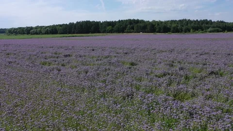 Drone orbiting low above blooming farmland Video stock 329054721