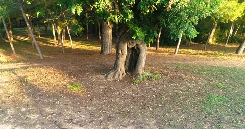Drone orbiting millenary olive tree Stock Footage 124385270