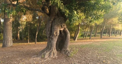 Drone orbiting over big tree at sunset Stock Footage 124385215