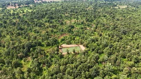 Drone-orbiting-pond-lush-green-forest-aerial-landscape Stock Footage 341771203