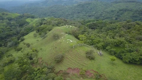 Drone Orbiting Small Hill with Grazing Cows in Monteverde Costa Rica in 4K Stock Footage 93852753