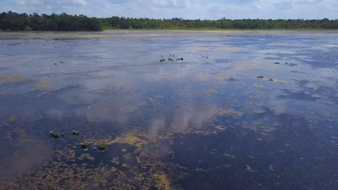 Drone Orbiting Swamp in Ocala Forest in Florida in 4K Stock Footage 93853206