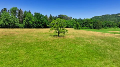 Drone orbiting a tree Stock Footage 315744355