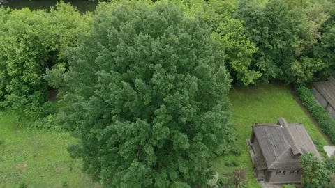 Drone orbiting tree near museum reserve in Podolsk Stock Footage 328261417
