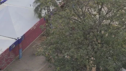 Drone orbits around tree with pair of parrots Stock Footage 284791295