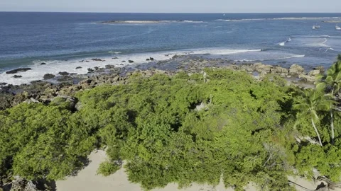 Drone orbits to the left around patch of greenery near sandy beach Stock Footage 277011804