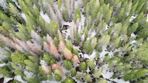 Drone Orbits Pine Forest with Snow Stock Footage 245882243