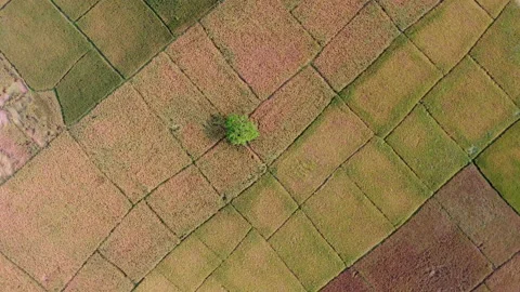 Drone Orbits Rising Around Lone Tree In Farm Fields Stock Footage 164614294