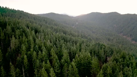 Drone Oregon Trees 4K 30FPS Stock Footage 135355926