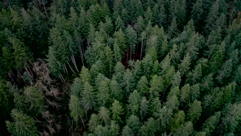 Drone Oregon Trees 4K 30FPS Stock Footage 135356054