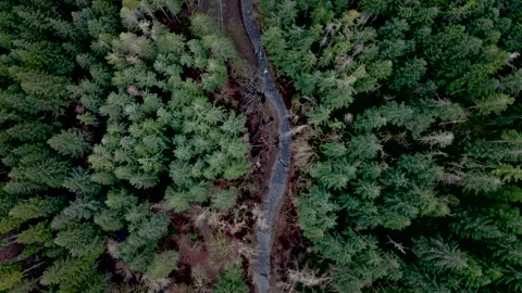 Drone Oregon Trees 4K 30FPS Stock Footage 135356160