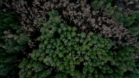 Drone Oregon Trees 4K 30FPS Stock Footage 135356582