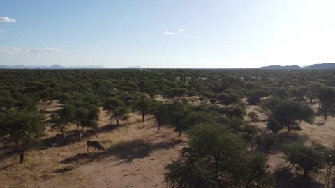 Drone Oryx Stock Footage 193415172