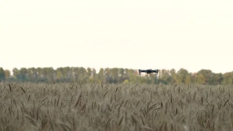 Drone out of focus.A black drone flies over a wheat field. Field of wheat Stock Footage 157318923