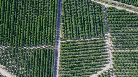 Drone over agricultural pecan fields Stock Footage 146239464