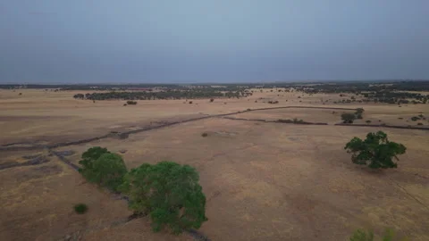 Drone over arid dehesa affected by drought and heatwave in Salamanca, Spain Stock Footage 341886182