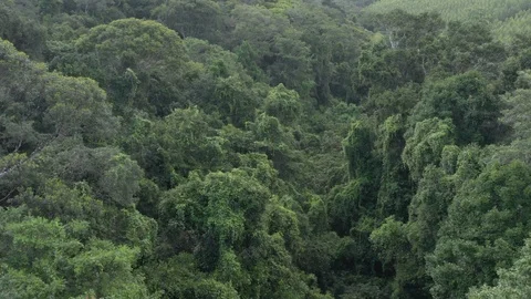 Drone over Atlantic Forest 4 스톡 동영상 127545475