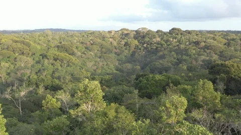 Drone over the Atlantic Forest Video stock 127524003