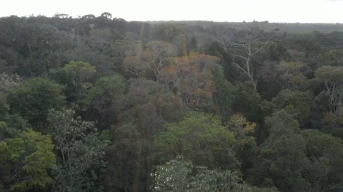 Drone over Atlantic Forest Stock Footage 127545424