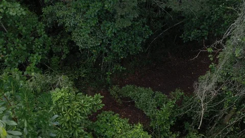 Drone over Atlantic Forest 스톡 동영상 127549343