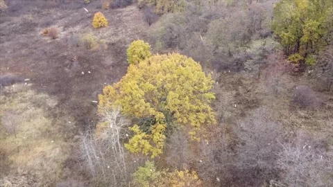 Drone Over Autumn Forest Transforms into Snowfall Aerial Stock Footage 330280617