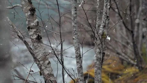 Drone Over Autumn Forest Transforms into Snowfall Aerial Stock-Footage 330281099
