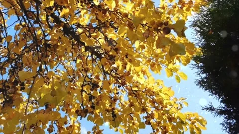 Drone Over Autumn Forest Transforms into Snowfall Aerial Stock Footage 330281133