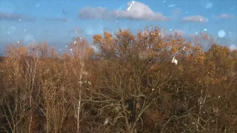 Drone Over Autumn Forest Transforms into Snowfall Aerial 動画素材 330282124
