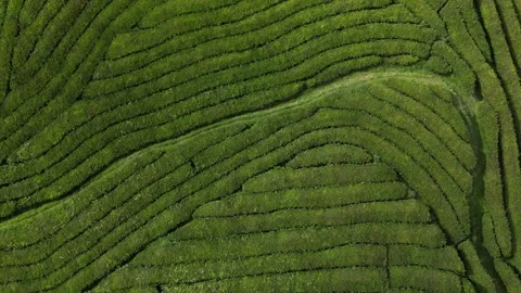 Drone over Azores tea fields: rotating ascent reveals lush scenic landscape. Stock Footage 284913679